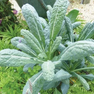 Lacinato Kale Live Plant (Blue Kale) – 4 Inch Pot – Vegetable Garden Seedling - Image 4