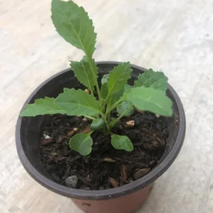 Lacinato Kale Live Plant (Blue Kale) – 4 Inch Pot – Vegetable Garden Seedling - Image 6