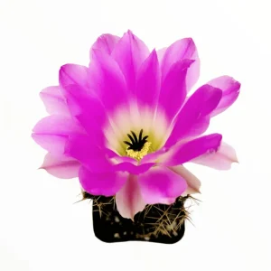 Lady Finger Cactus Live Plant - Echinocereus Pentalophus 2 Inch Pot - Indoor Outdoor Succulent - Image 2