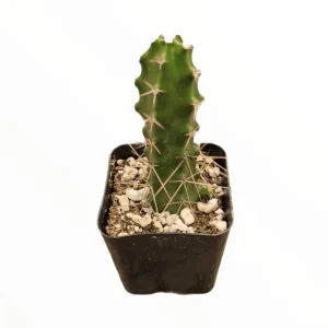 Lady Finger Cactus Live Plant - Echinocereus Pentalophus 2 Inch Pot - Indoor Outdoor Succulent - Image 3