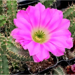 Lady Finger Cactus Live Plant - Echinocereus Pentalophus 2 Inch Pot - Indoor Outdoor Succulent - Image 6