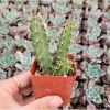 Lady Finger Cactus Live Plant - Echinocereus Pentalophus 2 Inch Pot - Indoor Outdoor Succulent - Image 1