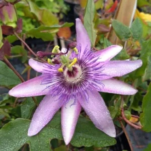 Lady Lavender Passion Flower Live Plant 4-6 Inch Tall, Purple Blooming Vine for Garden - Image 2
