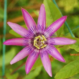 Lady Lavender Passion Flower Live Plant 4-6 Inch Tall, Purple Blooming Vine for Garden - Image 3