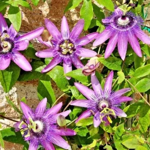 Lady Lavender Passion Flower Live Plant 4-6 Inch Tall, Purple Blooming Vine for Garden - Image 1