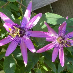 Lady Lavender Passion Flower Live Plant 4-6 Inch Tall, Purple Blooming Vine for Garden - Image 4