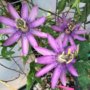 Lady Lavender Passion Flower Live Plant 4-6 Inch Tall, Purple Blooming Vine for Garden - Image 5