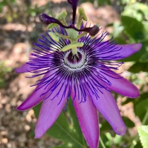 Lady Lavender Passion Flower Live Plant 4-6 Inch Tall, Purple Blooming Vine for Garden - Image 6