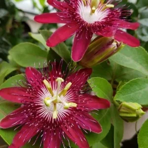 Lady Margaret Passion Flower Live Plant, Red Vine, 4-6 Inch Tall, Outdoor - Image 2