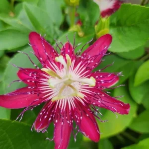 Lady Margaret Passion Flower Live Plant, Red Vine, 4-6 Inch Tall, Outdoor - Image 3