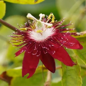 Lady Margaret Passion Flower Live Plant, Red Vine, 4-6 Inch Tall, Outdoor - Image 4