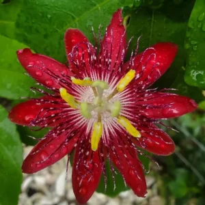 Lady Margaret Passion Flower Live Plant, Red Vine, 4-6 Inch Tall, Outdoor - Image 5