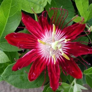 Lady Margaret Passion Flower Live Plant, Red Vine, 4-6 Inch Tall, Outdoor - Image 6