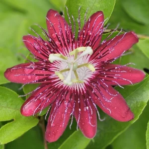 Lady Margaret Passion Flower Live Plant, Red Vine, 4-6 Inch Tall, Outdoor - Image 1