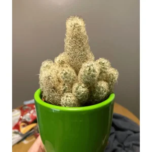 Ladyfinger Cactus Live Plant - Mammillaria Elongata Cactus Cluster in 4 inch Pot - Image 2