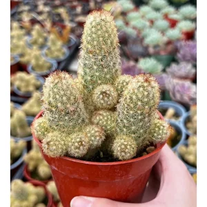 Ladyfinger Cactus Live Plant - Mammillaria Elongata Cactus Cluster in 4 inch Pot - Image 4