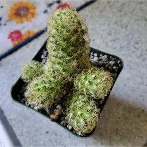 Ladyfinger Cactus Live Plant - Mammillaria Elongata Cactus Cluster in 4 inch Pot - Image 5