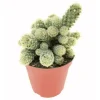 Ladyfinger Cactus Live Plant - Mammillaria Elongata Cactus Cluster in 4 inch Pot - Image 1