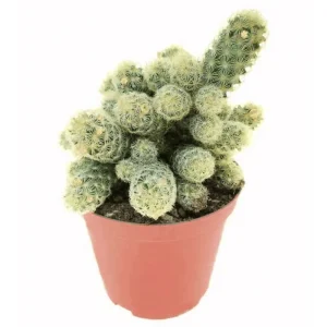 Ladyfinger Cactus Live Plant - Mammillaria Elongata Cactus Cluster in 4 inch Pot - Image 1