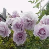 Lagerfeld Rose Bush Live Plant - Heirloom Fragrant Flowers 4-7 Inch Tall - Image 1