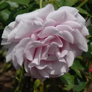 Lagerfeld Rose Bush Live Plant - Heirloom Fragrant Flowers 4-7 Inch Tall - Image 2