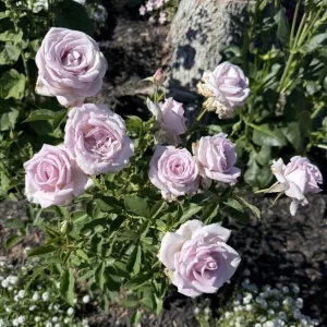 Lagerfeld Rose Bush Live Plant - Heirloom Fragrant Flowers 4-7 Inch Tall - Image 3