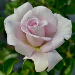 Lagerfeld Rose Bush Live Plant - Heirloom Fragrant Flowers 4-7 Inch Tall - Image 4