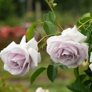 Lagerfeld Rose Bush Live Plant - Heirloom Fragrant Flowers 4-7 Inch Tall - Image 5