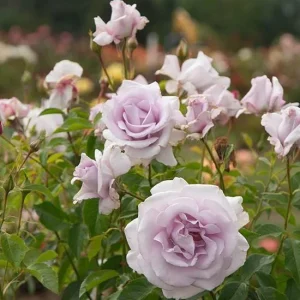 Lagerfeld Rose Bush Live Plant - Heirloom Fragrant Flowers 4-7 Inch Tall - Image 6