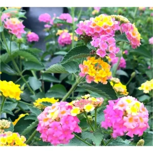 Lantana Anne Marie Live Plant - 2 Pack, Bicolor Flowering Perennial, 4-6 Inch Tall - Image 2