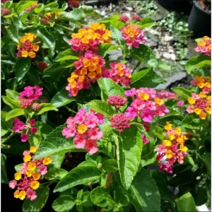 Lantana Anne Marie Live Plant - 2 Pack, Bicolor Flowering Perennial, 4-6 Inch Tall - Image 4