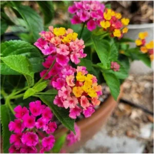 Lantana Anne Marie Live Plant - 2 Pack, Bicolor Flowering Perennial, 4-6 Inch Tall - Image 5