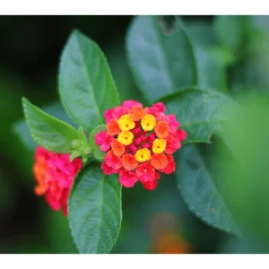Lantana Anne Marie Live Plant - 2 Pack, Bicolor Flowering Perennial, 4-6 Inch Tall - Image 7