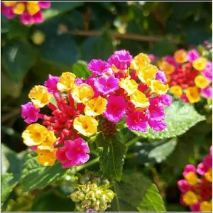 Lantana Anne Marie Live Plant - 2 Pack, Bicolor Flowering Perennial, 4-6 Inch Tall - Image 1