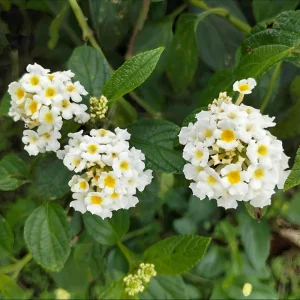 Lantana Live Plant - 4 Inch Pot - Colorful Flowers for Garden & Containers - Image 10
