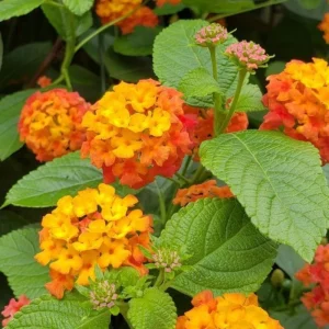 Lantana Live Plant - 4 Inch Pot - Colorful Flowers for Garden & Containers - Image 1