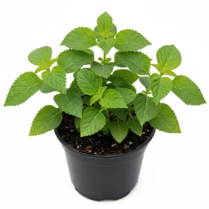 Lantana Live Plant - 4 Inch Pot - Colorful Flowers for Garden & Containers - Image 2