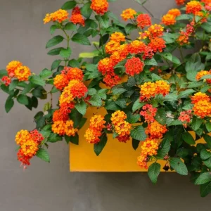 Lantana Live Plant - 4 Inch Pot - Colorful Flowers for Garden & Containers - Image 3