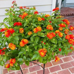 Lantana Live Plant - 4 Inch Pot - Colorful Flowers for Garden & Containers - Image 4