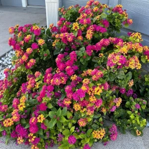 Lantana Live Plant - 4 Inch Pot - Colorful Flowers for Garden & Containers - Image 5