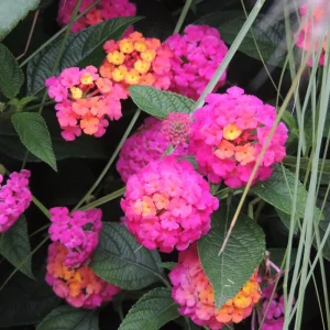 Lantana Live Plant - 4 Inch Pot - Colorful Flowers for Garden & Containers - Image 6