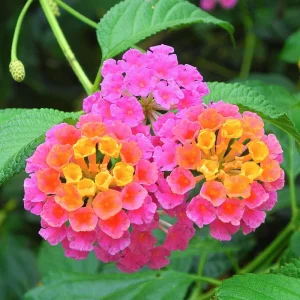 Lantana Live Plant - 4 Inch Pot - Colorful Flowers for Garden & Containers - Image 7