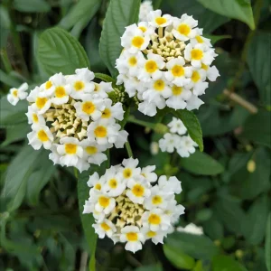 Lantana Live Plant - 4 Inch Pot - Colorful Flowers for Garden & Containers - Image 8