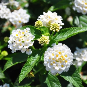 Lantana Live Plant - 4 Inch Pot - Colorful Flowers for Garden & Containers - Image 9