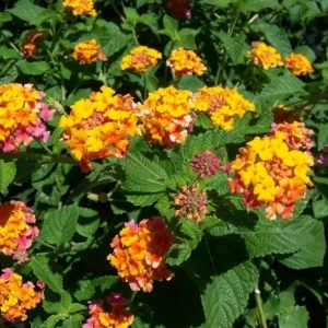 Lantana Miss Huff Live Plant Plug - 3-5 Inch Tall Starter Plant - Cold-Hardy Orange & Yellow Blooms - Outdoor Perennial Shrub - Image 2