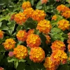 Lantana Miss Huff Live Plant Plug - 3-5 Inch Tall Starter Plant - Cold-Hardy Orange & Yellow Blooms - Outdoor Perennial Shrub - Image 1