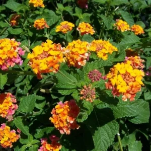 Lantana Miss Huff Live Plant Plugs - Set of 2, 3-5 Inch Tall Starter Plants, Orange & Yellow Blooms, Cold-Hardy Perennial for Outdoor Garden - Image 2
