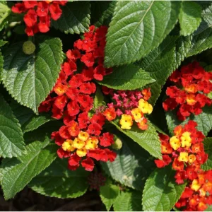 Lantana Salsa Live Starter Plants - 2 Pack, Red & Yellow Flowers, 4-6 Inch Tall - Image 2