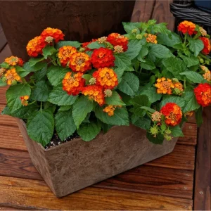 Lantana Salsa Live Starter Plants - 2 Pack, Red & Yellow Flowers, 4-6 Inch Tall - Image 3