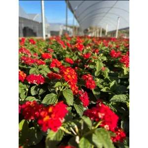 Lantana Salsa Live Starter Plants - 2 Pack, Red & Yellow Flowers, 4-6 Inch Tall - Image 5